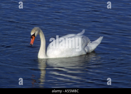 Cygne muet, Cygnus olor .Piscine sur étang Banque D'Images