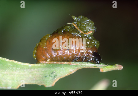 Lily Leaf Beetle, Lilioceris lii. Larve couverte de fumier Banque D'Images