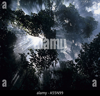 La lumière se divise et éclate à travers la fumée de l'auvent des arbres dans le Northumberland England UK créant un effet magique Banque D'Images