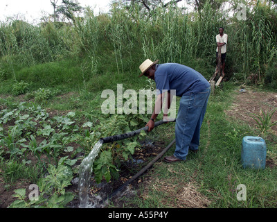 Painet1654 les agriculteurs de la Zambie est l'arrosage des plantes treadlepump kasisi centre de formation ferme bio en pays de Lusaka Banque D'Images