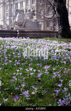 Terrain Crocus au printemps floraison Lenbachplatz Bavière Munich Allemagne Banque D'Images