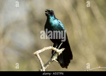 Burchell's Starling, Lamprotornis australis, Sabi Sand Game Reserve, Mpumalanga, Afrique du Sud Banque D'Images