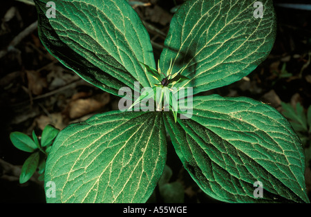 Herb Paris Paris quadrifolia Banque D'Images