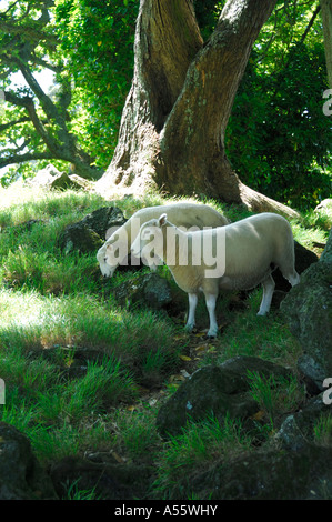 Deux moutons blancs dans l'herbe verte à l'ombre sous un arbre Banque D'Images