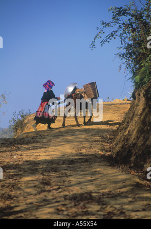 Femme Hmong de retour à la maison avec sa mule du marché de BacHa nord du Vietnam Banque D'Images