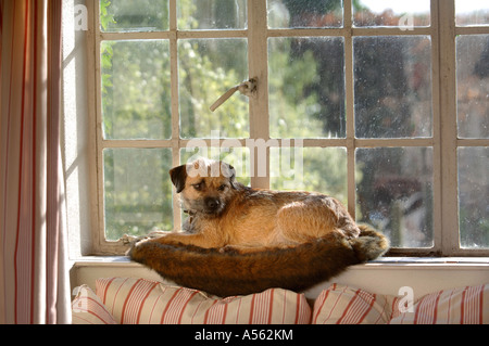 Un BORDER TERRIER DOG REPOSANT SUR UN APPUI DE FENÊTRE UK Banque D'Images