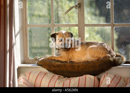 Un BORDER TERRIER DOG REPOSANT SUR UN APPUI DE FENÊTRE UK Banque D'Images