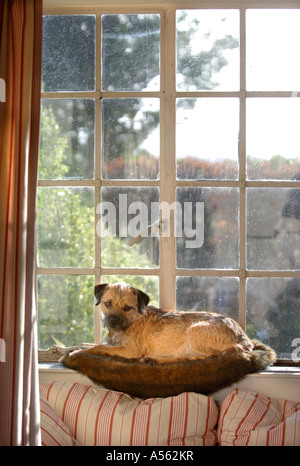 Un BORDER TERRIER DOG REPOSANT SUR UN APPUI DE FENÊTRE UK Banque D'Images