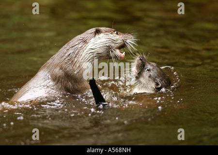 Fischotter, Lutra lutra, loutre d'Europe, l'Allemagne, de l'Europe Banque D'Images