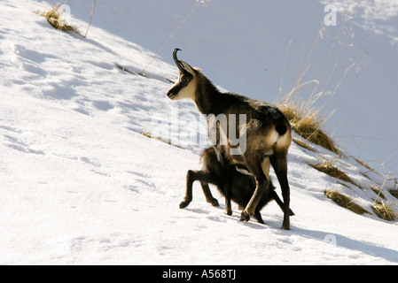 Chamois Rupicapra rupicapra Gemse Banque D'Images