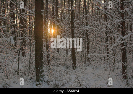 Soleil qui brille à travers les arbres de bois couvertes de neige Banque D'Images