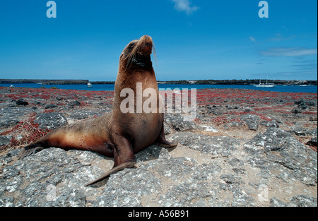 Sealion mâle assis sur l'île des Galapagos, Zalophus wollebaeki Banque D'Images