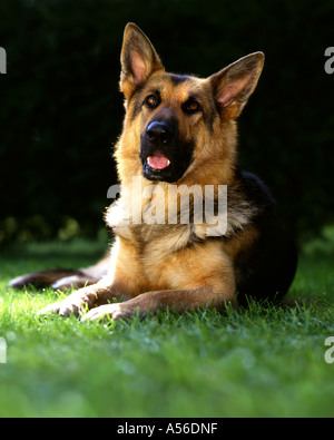 Berger Allemand : sabre de Flint Hall Banque D'Images