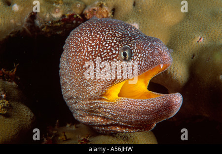 Gymnothorax nudivomer Gelbmaulmuräne Fahal Island Oman Asie Plongée Unterwaterworld Banque D'Images