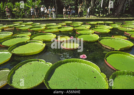 Victoria Amazonica nénuphar, jardin botanique de Pamplemousses, Ile Maurice Banque D'Images