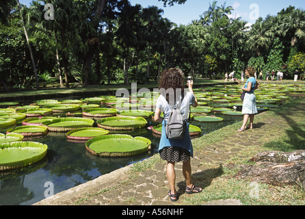 Victoria Amazonica nénuphar, jardin botanique de Pamplemousses, Ile Maurice Banque D'Images