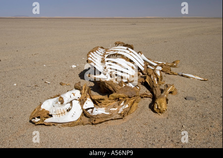 Dead chameau dans le désert Banque D'Images