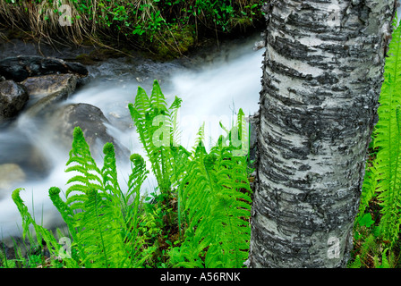 Blechnum spicant und Birkenrinde Rippenfarn Banque D'Images