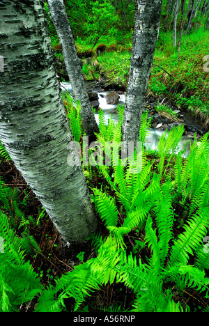 Rippenfarn Blechnum spicant une einem Bachlauf nahe Narvik Nordland Norwegen Banque D'Images