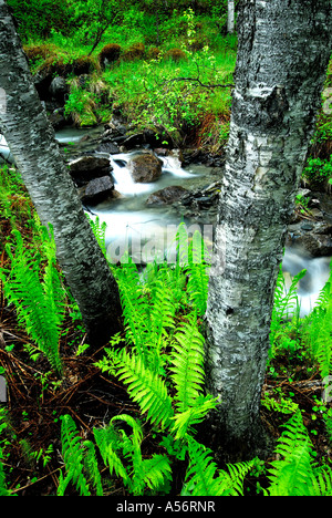 Rippenfarn Blechnum spicant une einem Bachlauf nahe Narvik Nordland Norwegen Banque D'Images