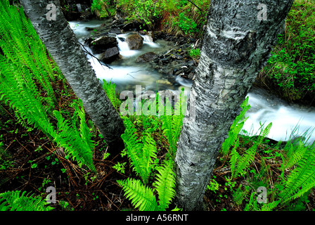 Rippenfarn Blechnum spicant une einem Bachlauf nahe Narvik Nordland Norwegen Banque D'Images