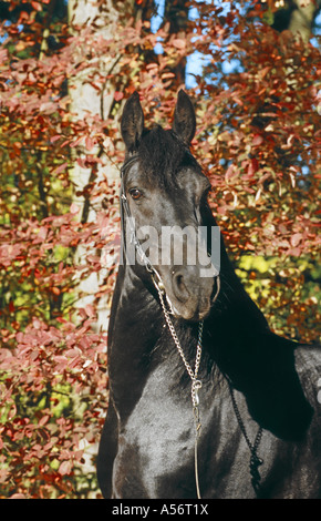 Friesenpferd Cheval Frison Banque D'Images