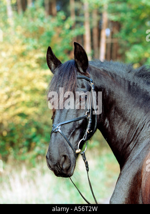 Friese friesenpferd friesian horse noir hengst 6 jaehrig Banque D'Images