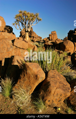 Keetmanshoop Namibie Afrique formations rocheuses et un carquois tree Aloe dichotoma géant en aire de Keetmanshoop Namibie Afrique du Sud Banque D'Images