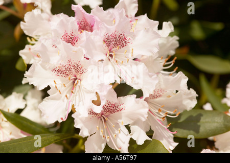 West Sussex, Angleterre, Royaume-Uni. La rose fleur blanche d'un rhododendron Loderi King George Banque D'Images