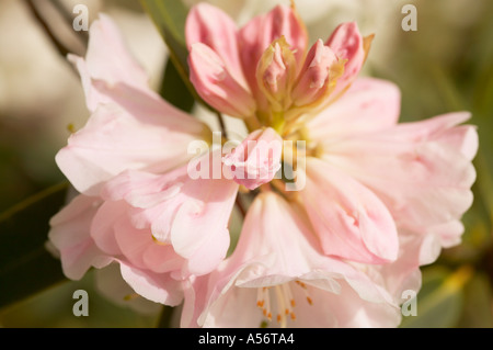 West Sussex, Angleterre, Royaume-Uni. La rose fleur blanche d'un rhododendron Loderi King George Banque D'Images