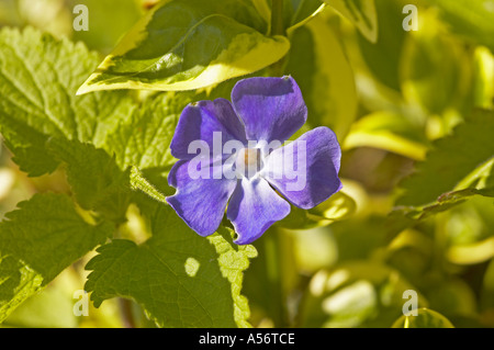 Angleterre, Royaume-Uni. Un seul grand bleu pervenche (Vinca major) fleur au printemps Banque D'Images