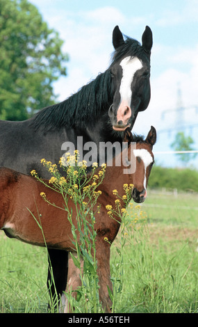 Holsteiner Warmblut Stute und Fohlen Portrait stehend Warmblut Warmblutpferd Banque D'Images