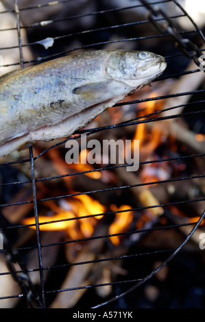 Truite sur grill au feu de camp, close-up Banque D'Images