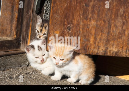 Chatons gisant dans porte, close-up Banque D'Images