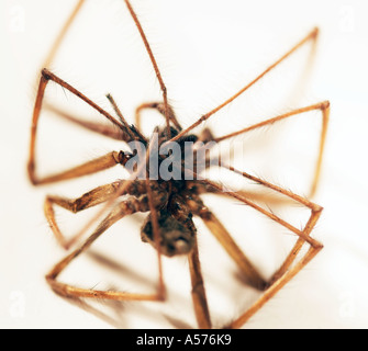 Maison morte Tegenaria gigantea araignée-domestica Banque D'Images