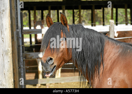 Cheval Arabe Vollblutaraber Banque D'Images