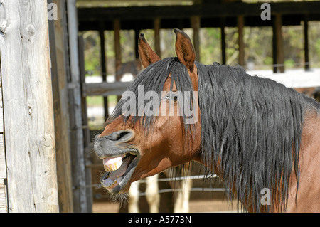 Cheval Arabe Vollblutaraber Banque D'Images