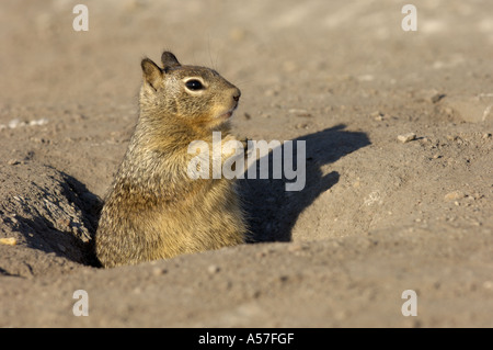 Spermophile californien Citellus beecheyi Monterey USA Banque D'Images