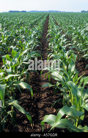 Domaine DE JEUNE MAÏS DANS LE S.E. MINNESOTA PRÈS DE HASTINGS. De juin. Banque D'Images