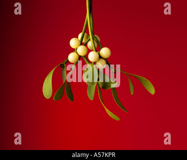Une branche suspendue de Mistletoe sur un fond de fête rouge Banque D'Images