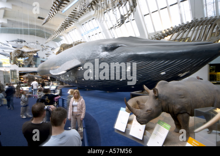 Hall avec rorqual bleu et de grands mammifères du Musée d'Histoire Naturelle de Londres SW7 Banque D'Images