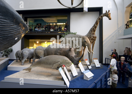 Hall avec rorqual bleu et de grands mammifères du Musée d'Histoire Naturelle de Londres SW7 Banque D'Images