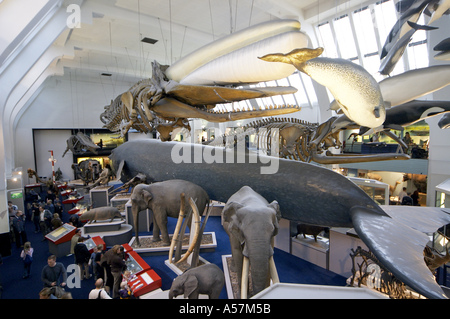 Hall avec rorqual bleu et de grands mammifères du Musée d'Histoire Naturelle de Londres SW7 Banque D'Images