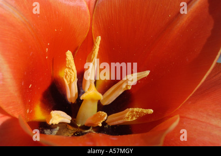 Pistil et les anthères d'une fleur de tulipe Calypso rouge Tulipa Greigii Hyb Banque D'Images