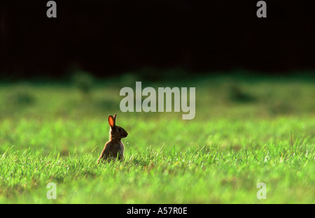 Lapin européen Oryctolagus cuniculus, vue d'un seul lapin rétroéclairé dans l'agrassland, Notinghamshire, Royaume-Uni Banque D'Images