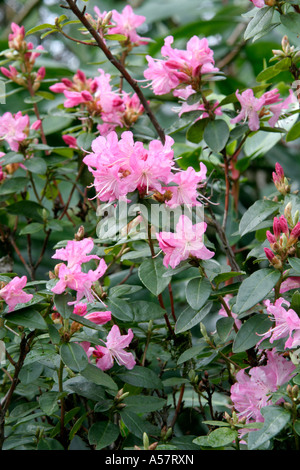 RHODODENDRON ANNA BALDSIEFEN Photo Stock - Alamy