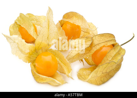 Physalis physalis frais de saison fruits exotiques tropicales chine chinois aigre doux lanterne jaune graines séchées orange papier Banque D'Images