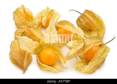 Physalis physalis frais de saison fruits exotiques tropicales chine chinois aigre doux lanterne jaune graines séchées orange papier Banque D'Images