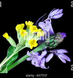 Fleurs de printemps sur un fond noir Banque D'Images