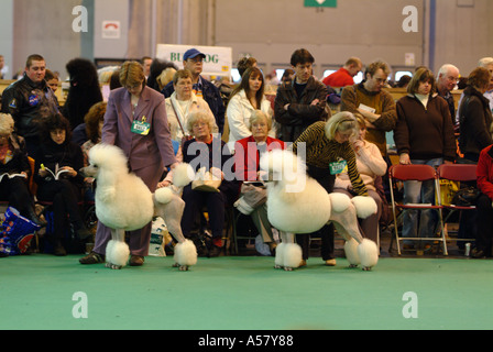 Caniche Royal jugeant Crufts 2005 NEC Birmingham Banque D'Images